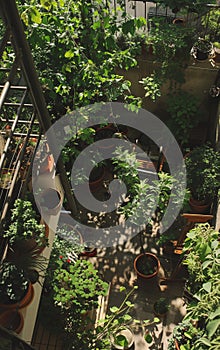 Balcony gardening concept, vegetables, house plants and flowers on the house balcony or terrace top view