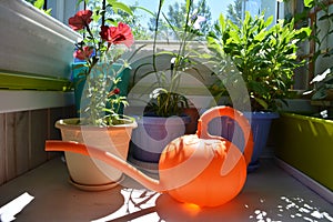 Balcony gardening. Petunia, osteospermum and other plants in flower pots and orange watering can in foreground