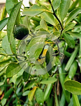 Balcony gardening urbanization greenary tree hybrid plant batany water on fruits