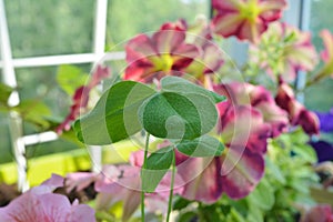 Balcony greening with cultivated and wild plants. Clover leaves