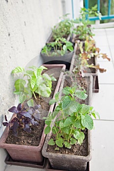 Balcony herbal garden