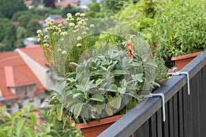 Balcony herbs garden in to the pots