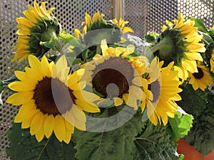 Yellow dwarf sunflowers