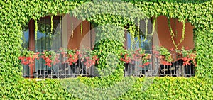 Balcony overgrown with ivy leaves and two windows with flowers