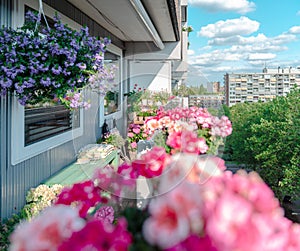 Balcony plants, beautiful different colored flowers, blu sky