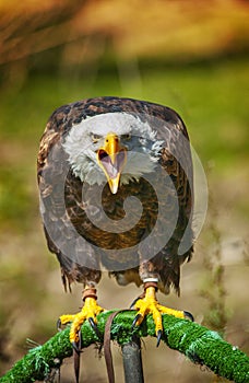 Bald american eagle screaming in a zoo