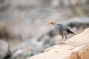 A bald Bank Myna