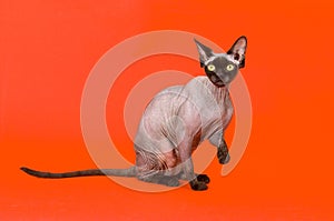 Bald cat