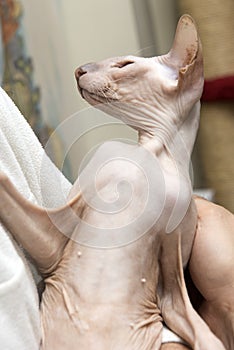 Bald cat on hands