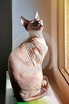 Bald cat sits on the windowsill