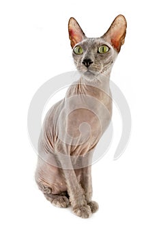 Bald cat Sphinx