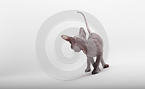 Bald Cat Sphinx Sphynx. Back view