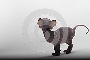 Bald Cat Sphinx Sphynx. Back view