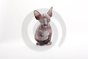 Bald Cat Sphinx Sphynx