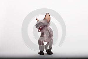 Bald Cat Sphinx Sphynx. Angry kitten