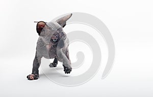 Bald Cat Sphinx Sphynx