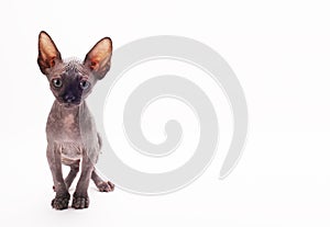 Bald Cat Sphinx Sphynx