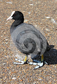 Bald Coot
