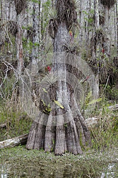 Bald Cypress