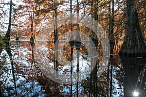 Bald cypress in automn , french countryside photo