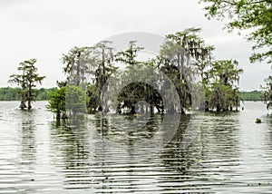 Bald Cypress - axodium distichum