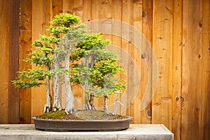 Bald Cypress Bonsai Tree Forest Against Wood Fence