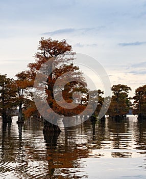 Bald Cypress with Brilliant Orange Foliage at Sunrise