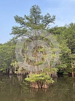 Bald Cypress at Caddo Lake State Park, Texas