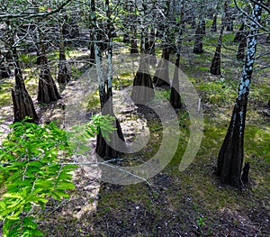 Bald Cypress Forest at Six Mile Cypress Slough Preserve