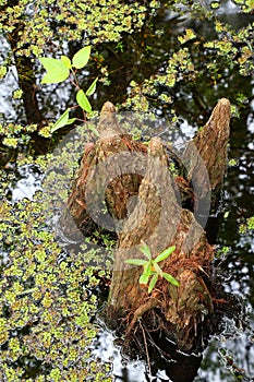 Bald cypress knees growing in a swampy area