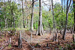 Bald Cypress and Knees in Louisiana Swamp Forest