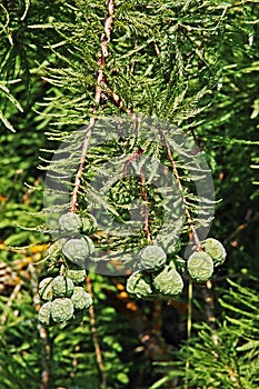 Bald cypress, leaves and fruits