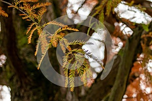 Bald cypress needles turning colour in autumn