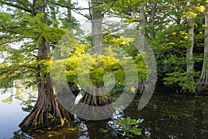 Bald Cypress at Reelfoot Lake