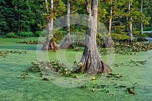 Bald Cypress in still waters, Reelfoot Lake in Tennessee