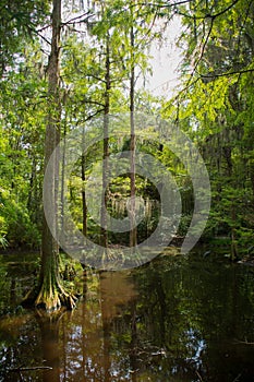 Bald Cypress Swamp Afternoon