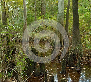 Bald cypress swamp in Big Thicket Preserve, Texas