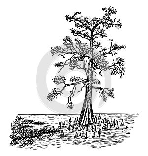 Bald Cypress in Swamp Form vintage illustration