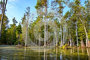 Bald cypress swamp with marsh water