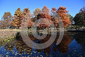 Bald cypress ( Taxodium distichum ) autumn leaves. Cupressaceae deciduous conifer.