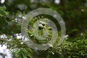 Bald cypress Taxodium distichum nuts.