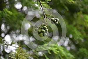 Bald cypress Taxodium distichum nuts.