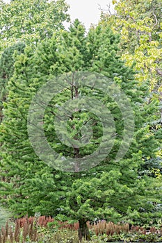 Bald cypress Taxodium distichum Peve Minaret tree