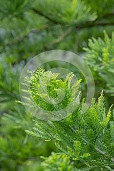 Bald cypress Taxodium distichum Peve Minaret leaves photo