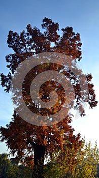 Bald Cypress (Taxodium distichum) with autumn leaves photo