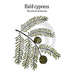 Bald cypress Taxodium distichum , state tree of Louisiana