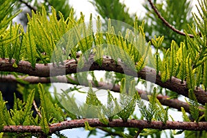 Bald cypress, or Taxodium distichum tree. Fresh green leaves closeup image