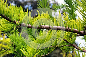 Bald cypress, or Taxodium distichum tree. Fresh green leaves closeup image