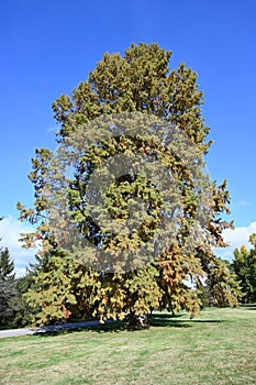 Bald Cypress Tree