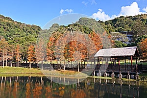 Bald Cypress tree